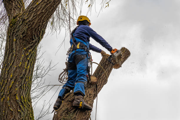 Best Commercial Tree Services  in Granger, TX